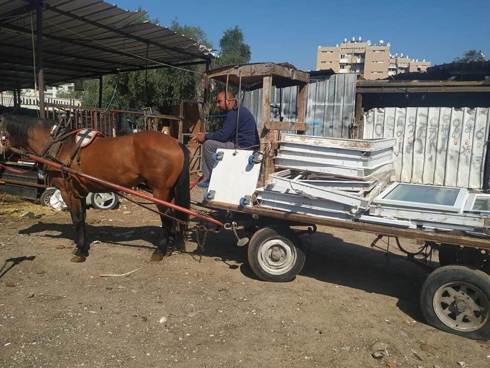 הסוס ג'ון ג'ון והעגלון מוחמד שהפך מאויב לחבר. צילום: בני שלזינגר