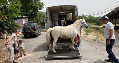 הסוס קינג מגיע לביתו החדש. צילום: פרטי