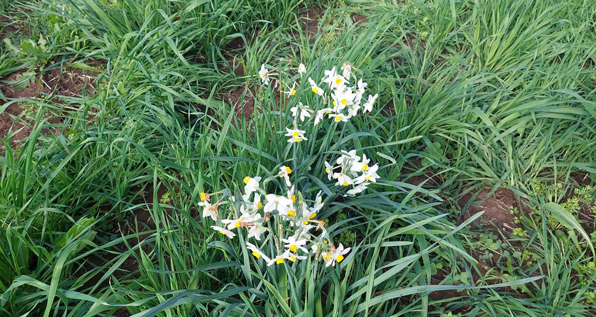 נרקיסים פורחים בשדות בין תל אביב לרמת השרון