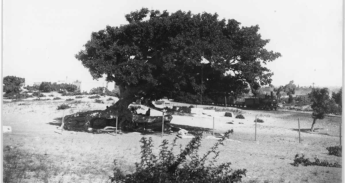 הרכבת מיפו לירושלים ברחוב יהודה הלוי. קטר קיטור וקרונות ברקע. בחזית עץ ענק המסתיר את רוב הקרונות.