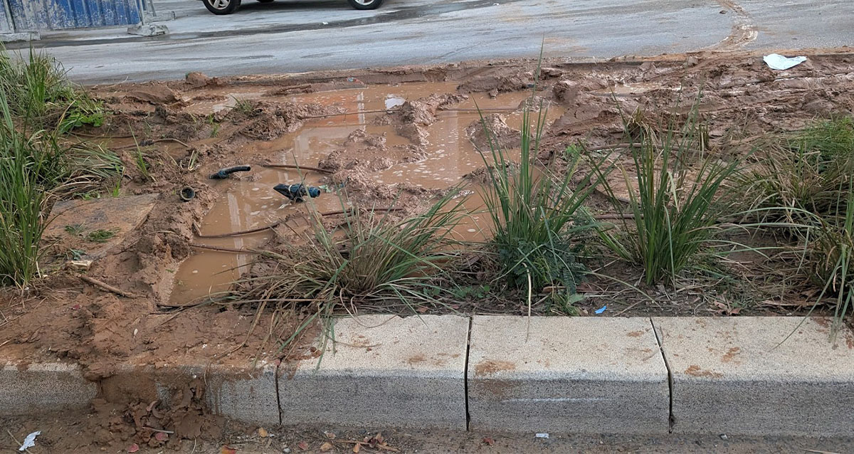 הצמחים שהצליחו לשרוד על אי התנועה מול מתחם עזריאלי ספירלה (צילום: שי שגב)