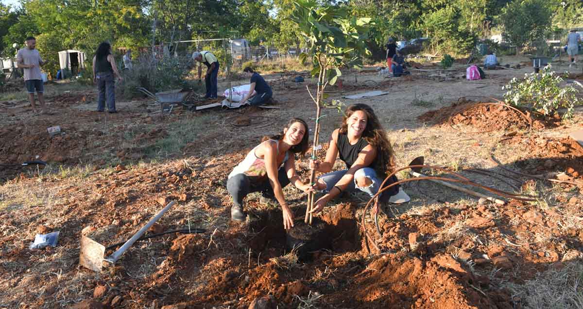 נטיעת יער עצי מאכל בפרדס גולדברג. שתי בחורות נוטעות עץ. ברקע עוד אנשים נוטעים עצים.
